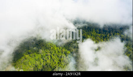 Vue de dessus, superbe vue aérienne d'une forêt tropicale avec les nuages de vapeur d'eau libérée à partir des arbres et autres plantes. Banque D'Images