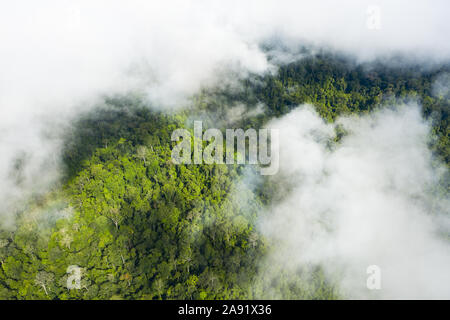 Vue de dessus, superbe vue aérienne d'une forêt tropicale avec les nuages de vapeur d'eau libérée à partir des arbres et autres plantes. Banque D'Images
