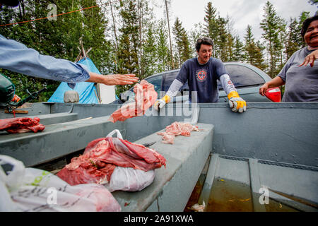 La bande des Chipewyans de Première nation qui vit dans la région de Fort McKay s'inquiètent de l'impact environnemental de ce qui permet à l'huile pour l'exploitation d'entreprises de sable dans leur quartier. LeCorde twoheaded Dennis parle de poissons dans la rivière Athabasca. Son frère Howard LeCorde viande coupes d'un orignal fraîchement tués. Banque D'Images