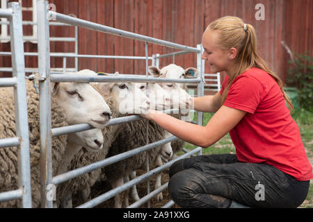 Adolescente de caresser les moutons Banque D'Images