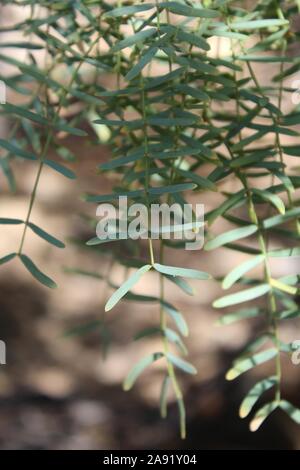 Souvent le miel Mesquite, Prosopis Glandulosa botaniquement, plante indigène au printemps Cottonwood dans le désert du Colorado de Joshua Tree National Park. Banque D'Images