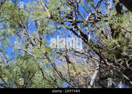 Souvent le miel Mesquite, Prosopis Glandulosa botaniquement, plante indigène au printemps Cottonwood dans le désert du Colorado de Joshua Tree National Park. Banque D'Images