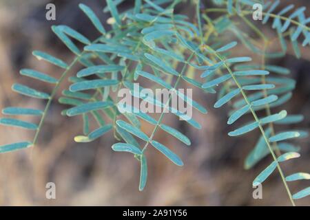 Souvent le miel Mesquite, Prosopis Glandulosa botaniquement, plante indigène au printemps Cottonwood dans le désert du Colorado de Joshua Tree National Park. Banque D'Images