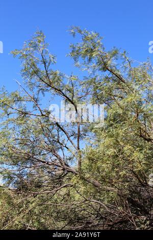 Souvent le miel Mesquite, Prosopis Glandulosa botaniquement, plante indigène au printemps Cottonwood dans le désert du Colorado de Joshua Tree National Park. Banque D'Images