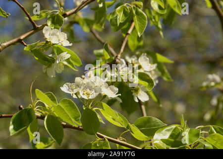 Direction générale de la poire commune avec des fleurs blanches, Pyrus communis avec fleurs blanches au soleil du printemps Banque D'Images