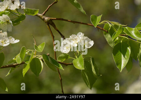 Pyrus communis avec fleurs blanches au printemps soleil, poirier européen arbre en fleur Banque D'Images