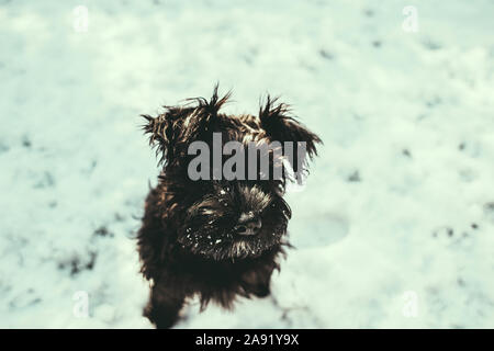 Chiot dans la neige Banque D'Images