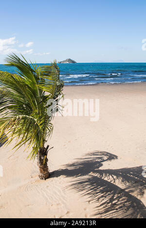 Palmier sur une plage de sable Banque D'Images