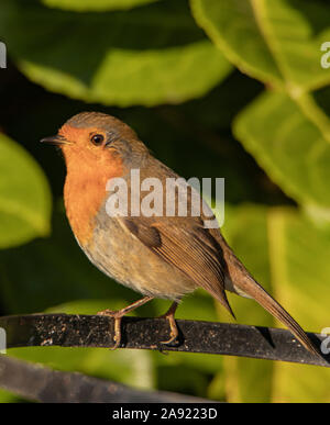 Robin européenne, de petits oiseaux sauvages, se percher dans un jardin en novembre 2019 Banque D'Images