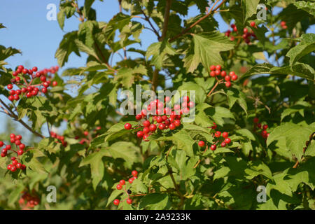 Vue rapprochée de fruits rouges de la Viorne Viburnum arbuste, bush compactum avec des baies rouges en face de bleu ciel clair d'été macro shot Banque D'Images