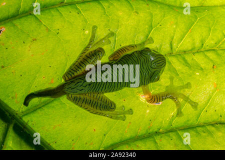 Rhacophorus pseudomalabaricus têtards de grenouille ou deltaplane vu à Munnar, Kerala, Inde