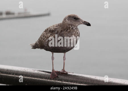 Un goéland argenté (Larus argentatus) Goéland repose sur main courante le long de la digue promenade de l'eau sur le port de Vancouver, British Columbia, Canada Banque D'Images