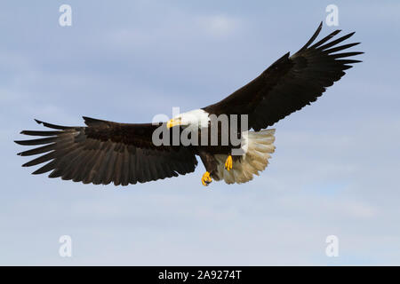 Un pygargue à tête blanche mature étend ses ailes et se prépare à Land, Homer Spit, Kenai Peninsula, Southcentral Alaska, Spring Banque D'Images