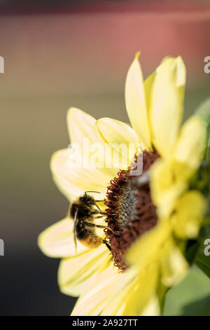 Faune : Bourdon sur un tournesol. Banque D'Images