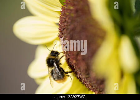 Faune : Bourdon sur un tournesol. Banque D'Images
