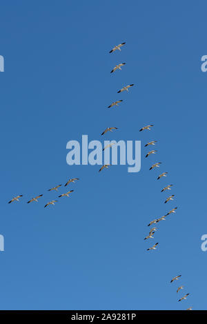 Oies des neiges battant dans le ciel bleu au Canada, de beaux oiseaux blancs lors de la migration Banque D'Images
