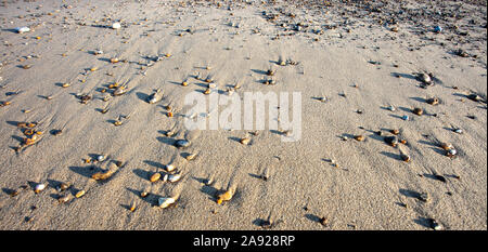 Galets sur la plage à marée basse Banque D'Images