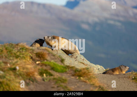 Trois marmottes des Alpes. Marmota marmota. Glocknergruppe mountain group. La faune alpine. Alpes autrichiennes. Banque D'Images