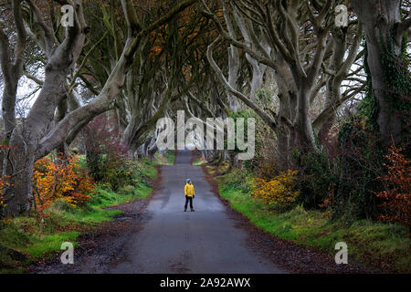 Jeune garçon en veste jaune seul debout au milieu de la route du célèbre Dark Hedges, Irlande du Nord, Royaume-Uni Banque D'Images