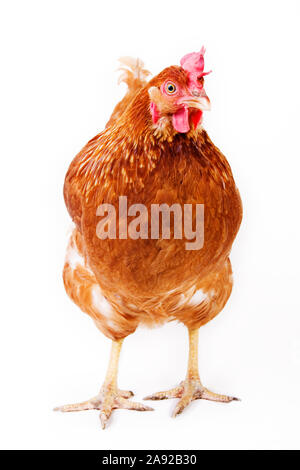 Braunes Haushuhn, Huhn, Gallus gallus domesticus, Freisteller, Banque D'Images