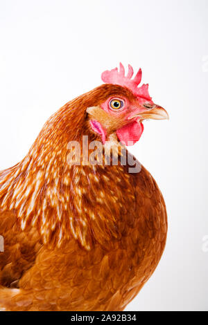 Braunes Haushuhn, Huhn, Gallus gallus domesticus, Freisteller, Banque D'Images