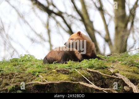 Les buissons (Speothos venaticus) Banque D'Images