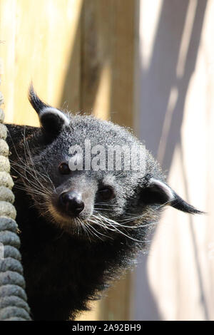 Binturong mâle, Elliot (Arctictis binturong) Banque D'Images