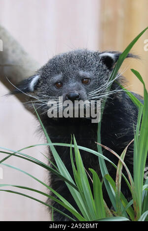 Femme Binturong, Ellie (Arctictis binturong) Banque D'Images