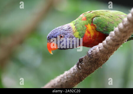 Rainbow Lorikeet (Trichoglossus moluccanus) Banque D'Images
