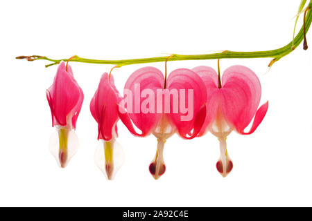 Tränendes Herz (Dicentra spectabilis) Banque D'Images