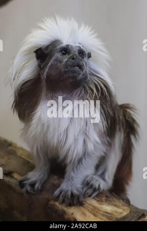 Cotton-Top Tamarin (Saguinus oedipus) Banque D'Images