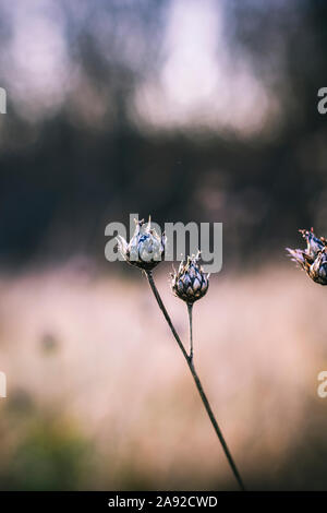 Boutons floraux Banque D'Images