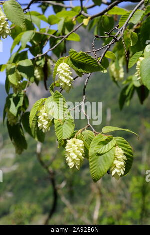 Wilder Hopfen, Humulus lupulus Banque D'Images