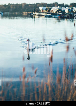 Cygne sur le lac Banque D'Images