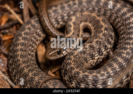 Couleuvre d'errance (Thamnophis elegans vagrans) du comté de Jefferson, Colorado, USA. Banque D'Images