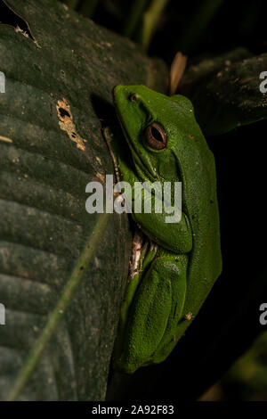 Grand (Zhangixalus dennysi Treefrog) de Cúc Phương Parc National, Ninh Bình Province, Vietnam. Banque D'Images