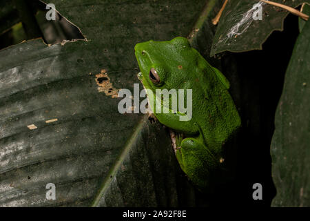 Grand (Zhangixalus dennysi Treefrog) de Cúc Phương Parc National, Ninh Bình Province, Vietnam. Banque D'Images