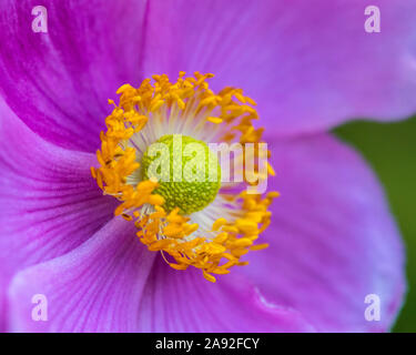 Un gros plan d'une belle japonaise Anemone fleur. Banque D'Images