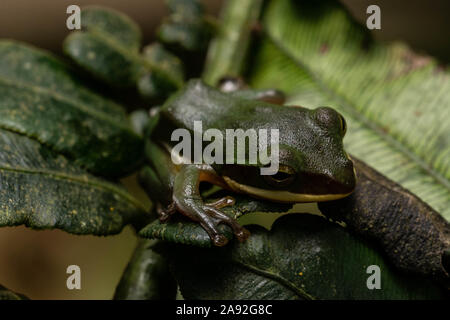 Grand (Zhangixalus dennysi Treefrog) de Cúc Phương Parc National, Ninh Bình Province, Vietnam. Banque D'Images