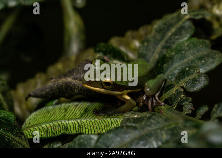 Grand (Zhangixalus dennysi Treefrog) de Cúc Phương Parc National, Ninh Bình Province, Vietnam. Banque D'Images