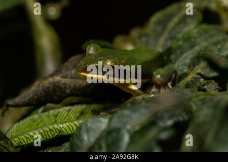 Grand (Zhangixalus dennysi Treefrog) de Cúc Phương Parc National, Ninh Bình Province, Vietnam. Banque D'Images