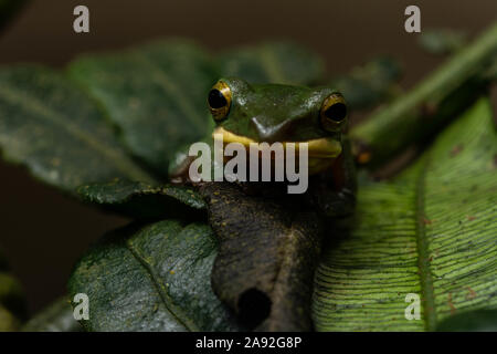 Grand (Zhangixalus dennysi Treefrog) de Cúc Phương Parc National, Ninh Bình Province, Vietnam. Banque D'Images