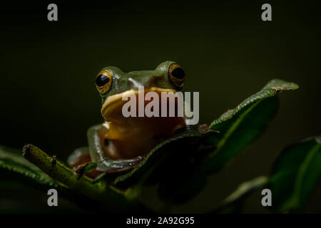 Grand (Zhangixalus dennysi Treefrog) de Cúc Phương Parc National, Ninh Bình Province, Vietnam. Banque D'Images