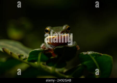 Grand (Zhangixalus dennysi Treefrog) de Cúc Phương Parc National, Ninh Bình Province, Vietnam. Banque D'Images