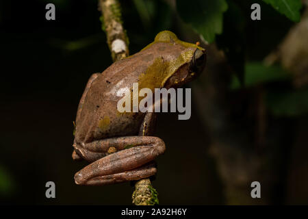 L'Orlov (Rhacophorus orlovi Treefrog) de Cúc Phương Parc National, Ninh Bình Province, Vietnam. Banque D'Images