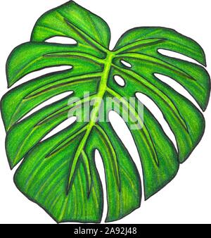 Feuille de Monstera. Illustration réalisée avec des crayons de couleur. Dessiné à la main. Isolé sur blanc. Pour la conception d'affiches, de cartes ou de papier peint. Il y a une option dans t Illustration de Vecteur