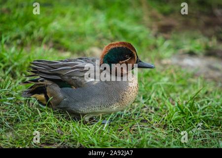 Close up image of Eurasian teal, un mâle de tête vert et brun et gris corps assis sur l'herbe fraîche. Banque D'Images