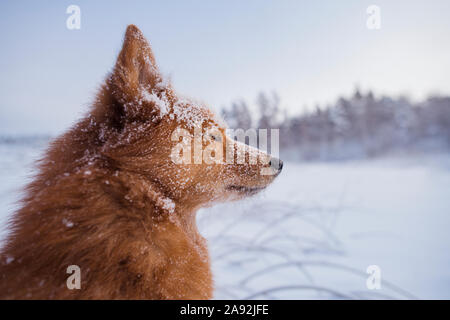 Chien à l'hiver Banque D'Images