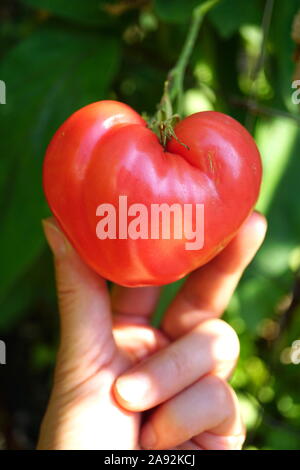 Santé du coeur la santé cardiovasculaire (concept) en forme de coeur, coeur de boeuf (tomate) Banque D'Images