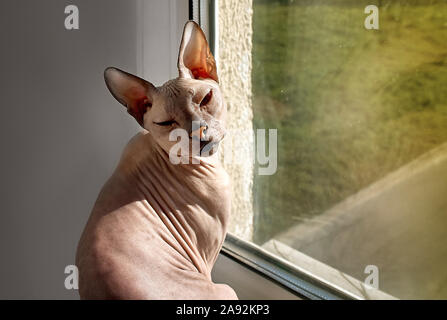 Chat chauve est assis sur le rebord de Banque D'Images